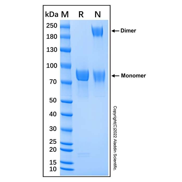 Recombinant Human Meprin beta Subunit/MEP1B Protein