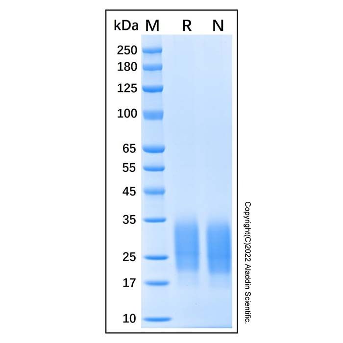 Recombinant Human NKp30/NCR3 Protein