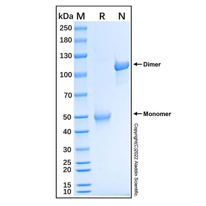 Recombinant Human SECTM1 Protein