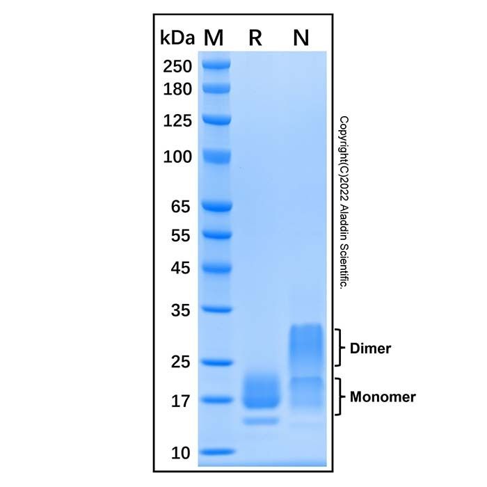 Recombinant Human TFF2 Protein