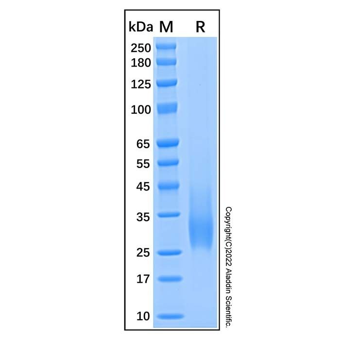 Recombinant Human HVEM/TNFRSF14 Protein