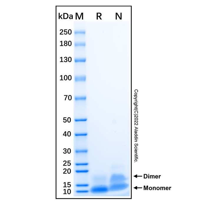 Recombinant Human TFF3 Protein