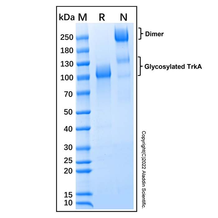 Recombinant Human TrkA Protein