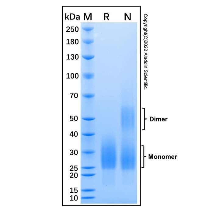 Recombinant Mouse CD90/Thy1 Protein