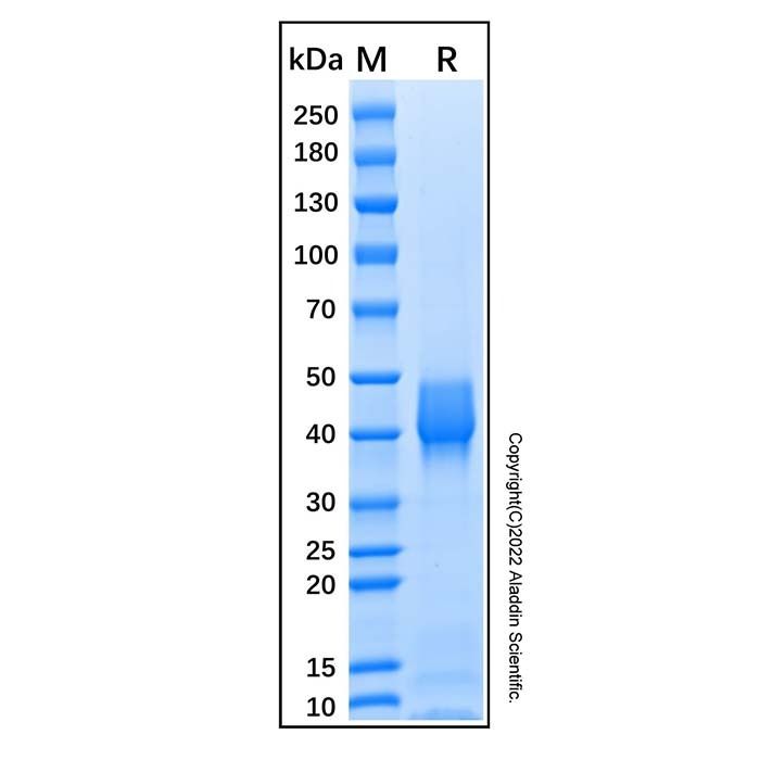 Recombinant Mouse Follistatin-like 1 Protein