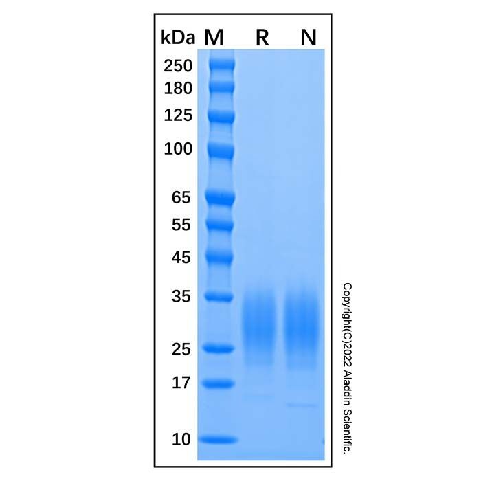 Recombinant Mouse IL-22 Protein