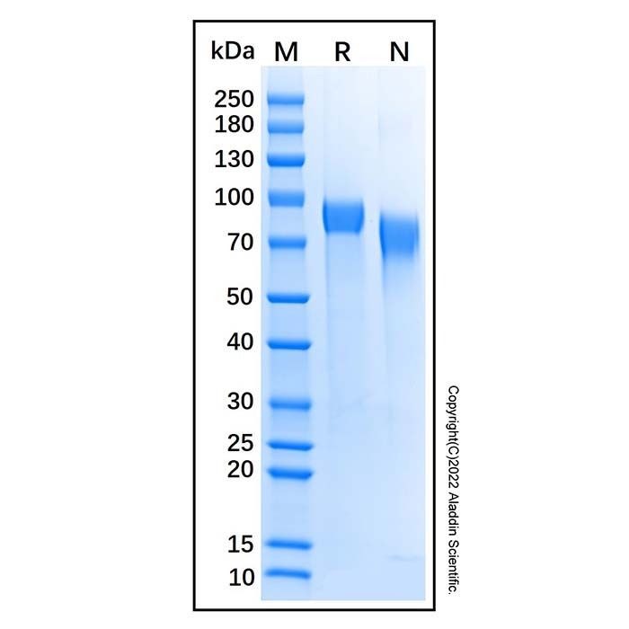 Recombinant Mouse PIR-B Protein