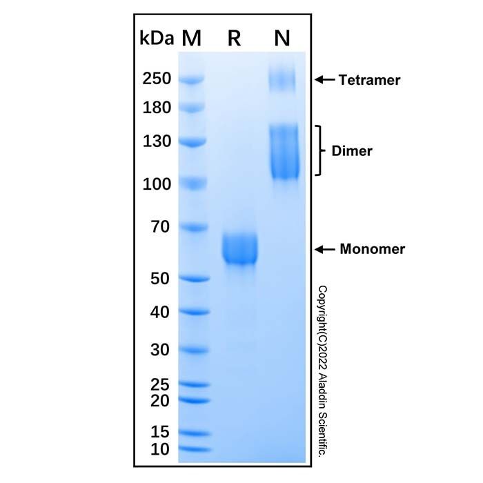 Recombinant Mouse TGF-beta RII Protein