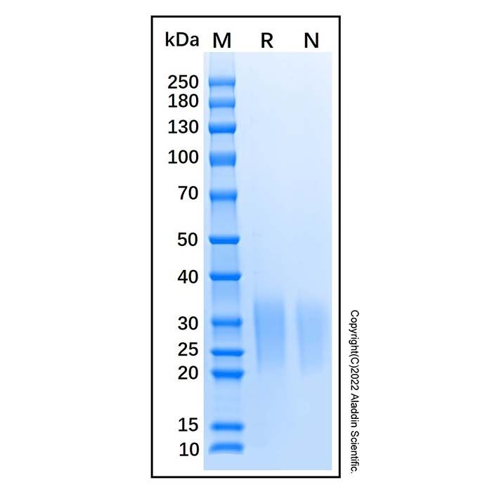 Recombinant Mouse Activin RIIA Protein