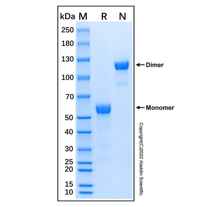 Recombinant Human Frizzled-9 Protein
