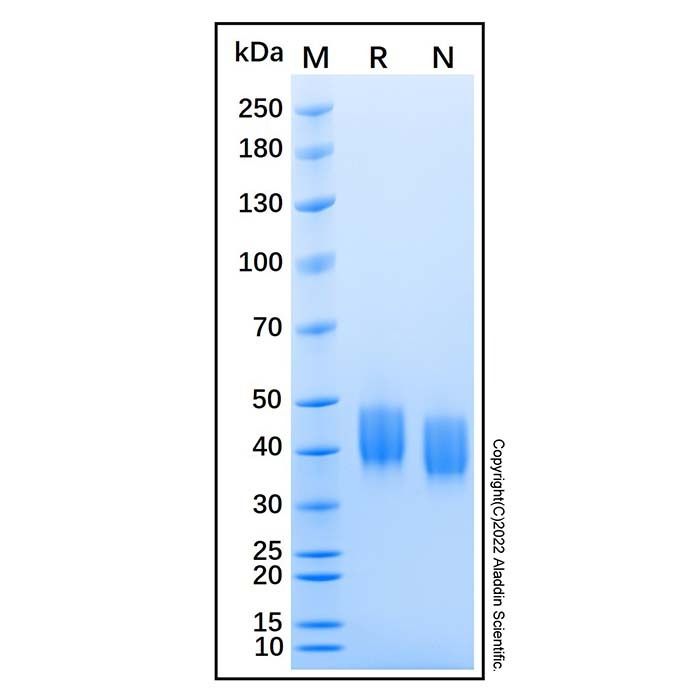 Recombinant Mouse Mesothelin Protein