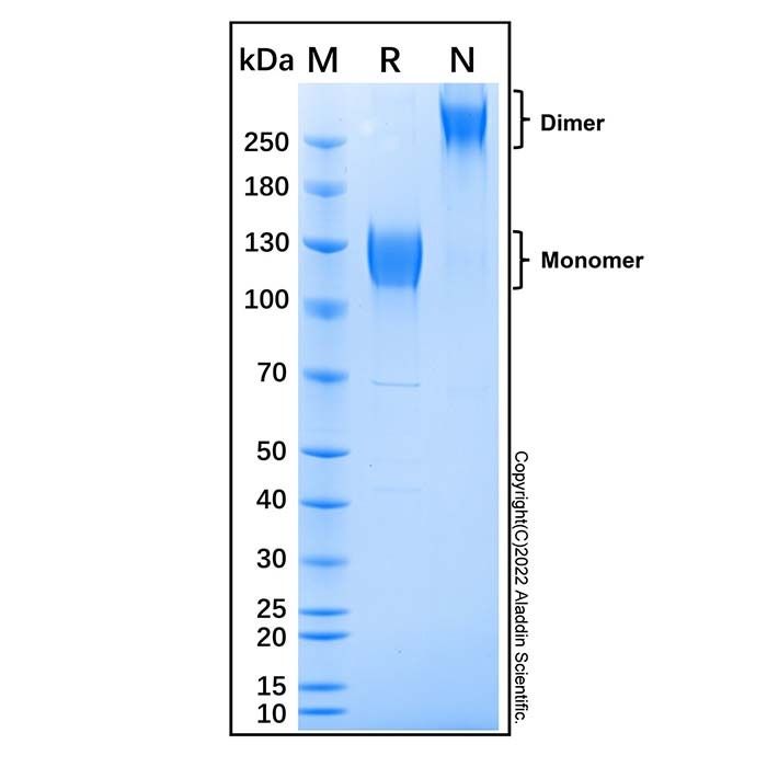 Recombinant Mouse IL-31RA Protein