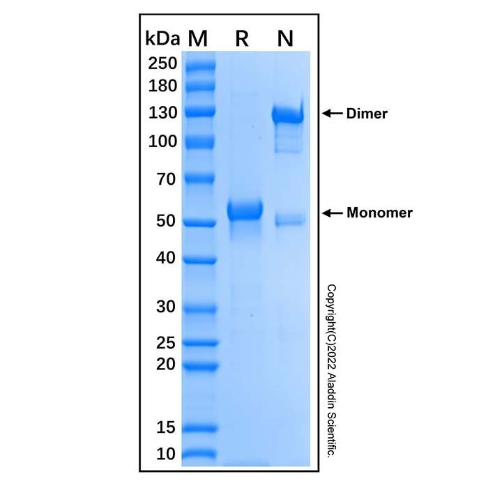 Recombinant Human BTNL8 Protein