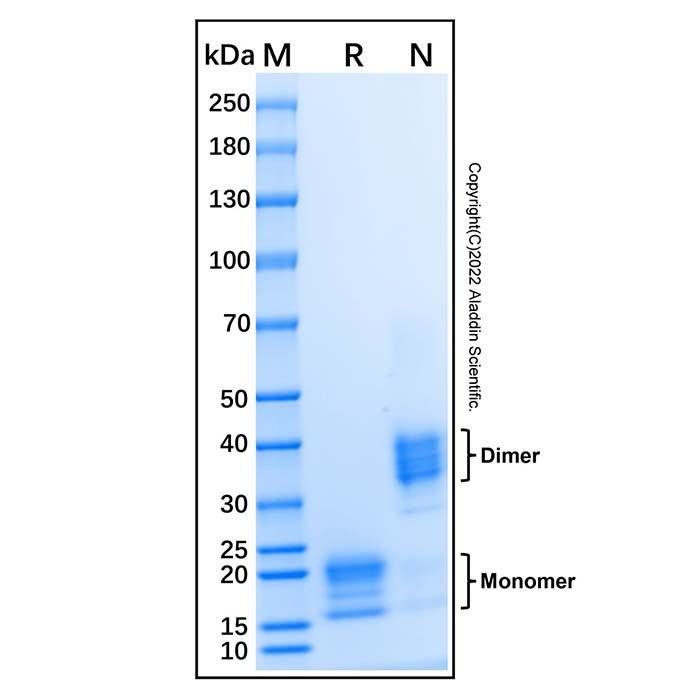 Recombinant Human IL-17A/F Heterodimer Protein