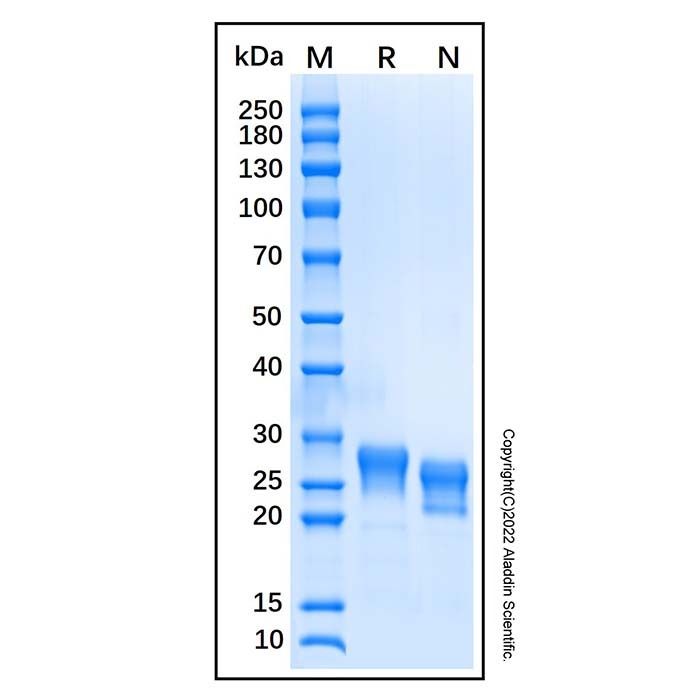 Recombinant Human ULBP-3 Protein
