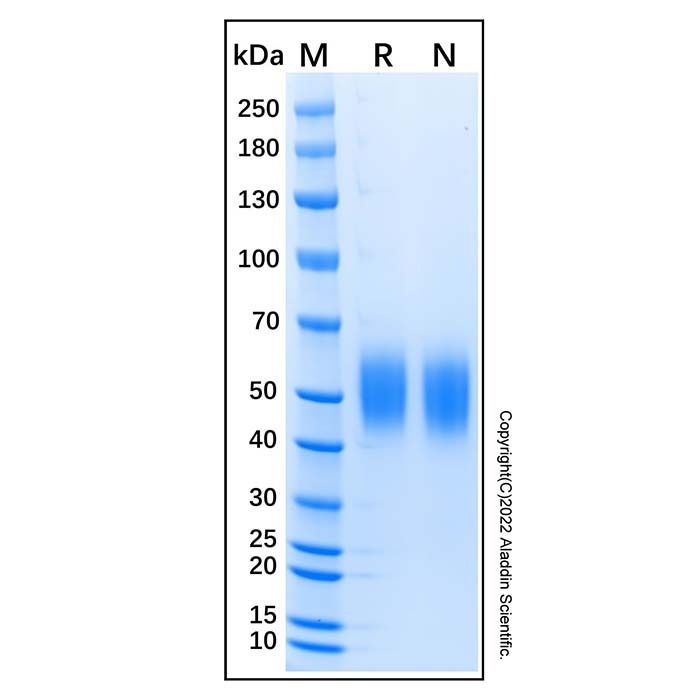 Recombinant Human IL-17RD/SEF Protein