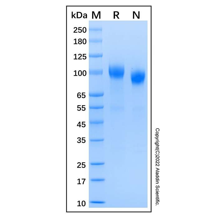 Recombinant Human ErbB4/HER4 Protein