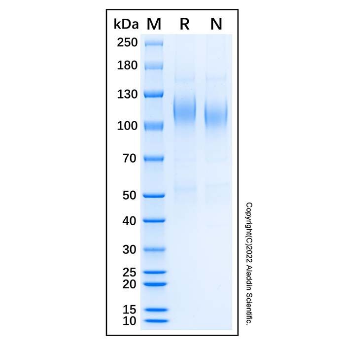 Recombinant Human Ret Protein