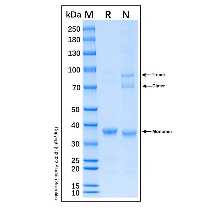 Recombinant Human Peroxiredoxin 3/PRDX3 Protein