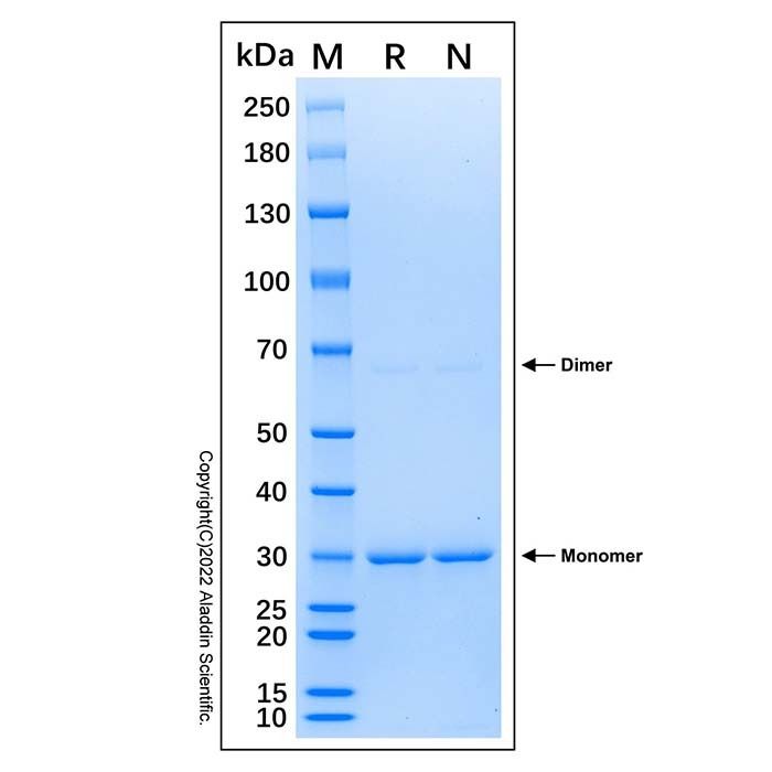 Recombinant Human HSC70/HSPA8 Protein