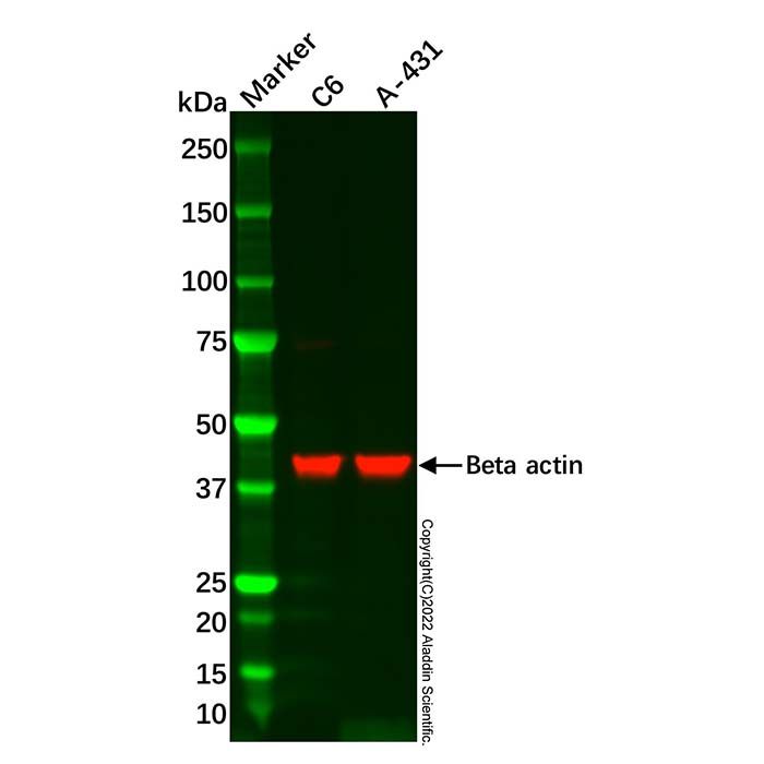 A-431 Whole Cell Lysate