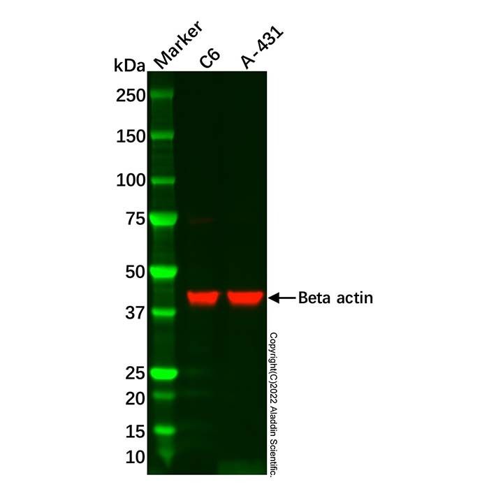 C6 Whole Cell Lysate