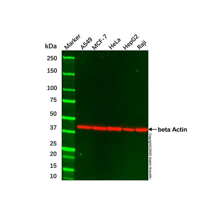 A549 Whole Cell Lysate
