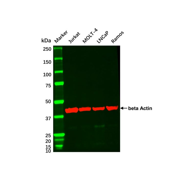 Ramos Whole Cell Lysate