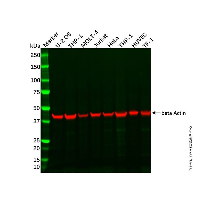 U-2 OS Whole Cell Lysate