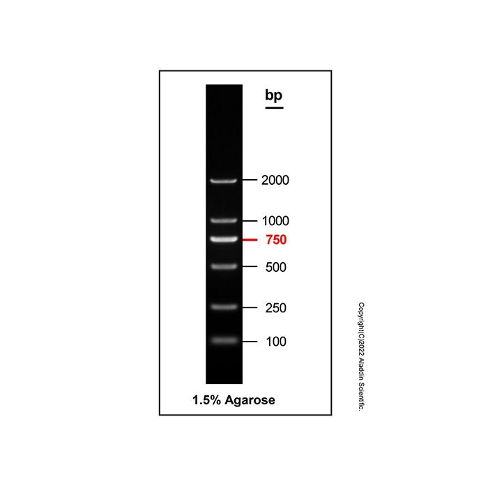 DNA Ladder (100-2000bp)