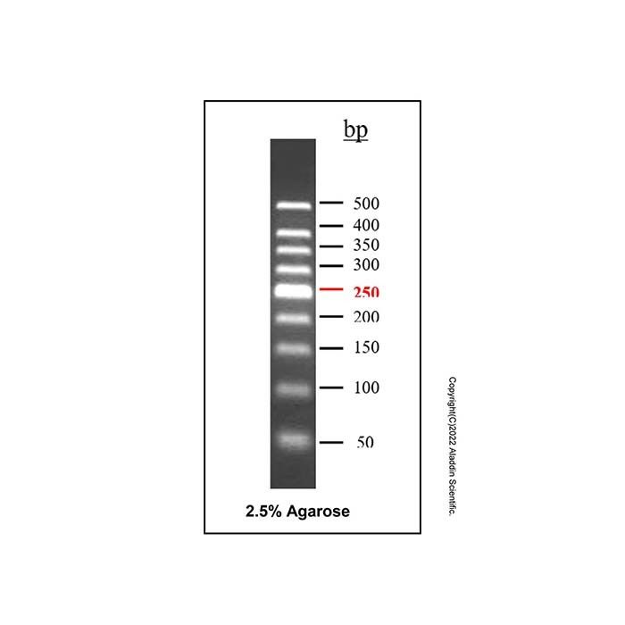 DNA Ladder (50-500bp)