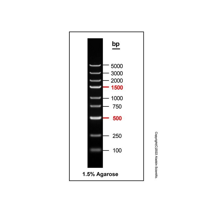 DNA Ladder (100-5000bp)