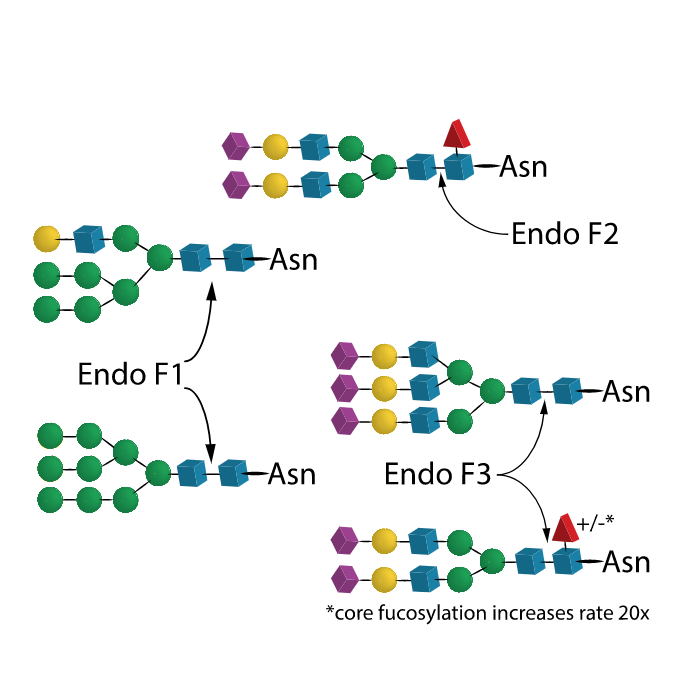 Endo F Multi-Kit