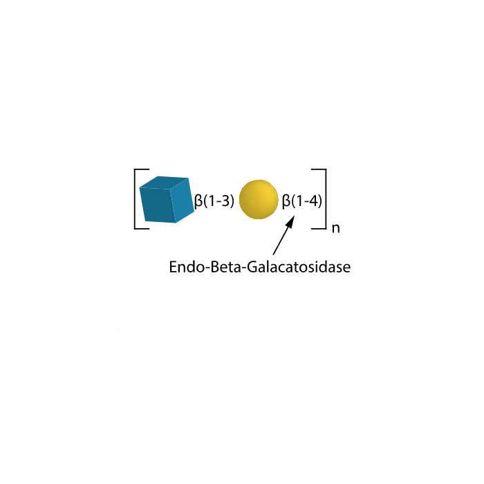 Endo-Beta-Galactosidase