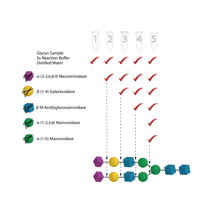 Glycan Sequencing Kit
