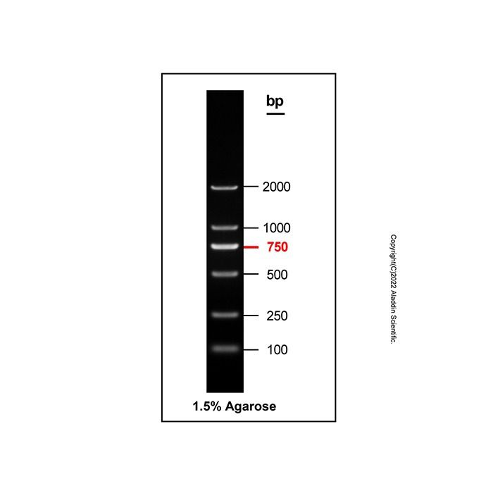 Gelred-prestained DNA Ladder (100-2000bp)