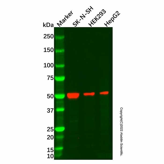 beta III Tubulin Mouse mAb