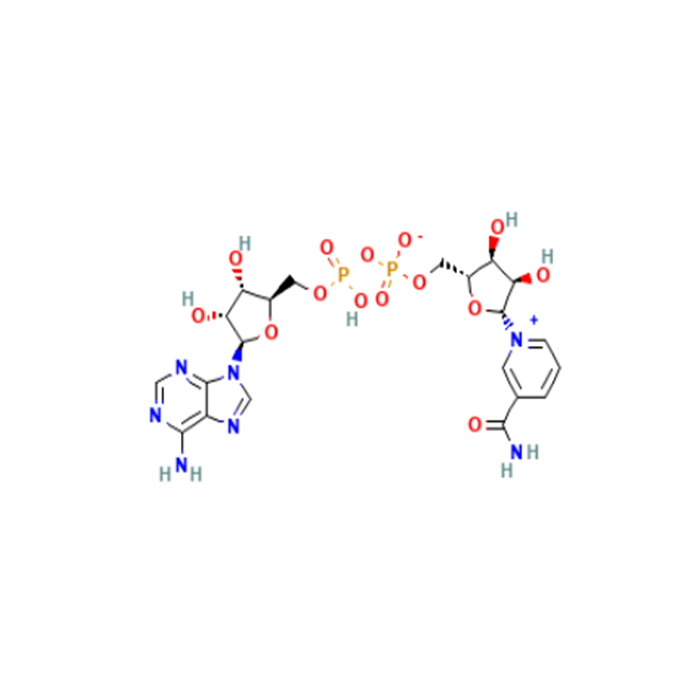 β-烟酰胺腺嘌呤二核苷酸（NAD）