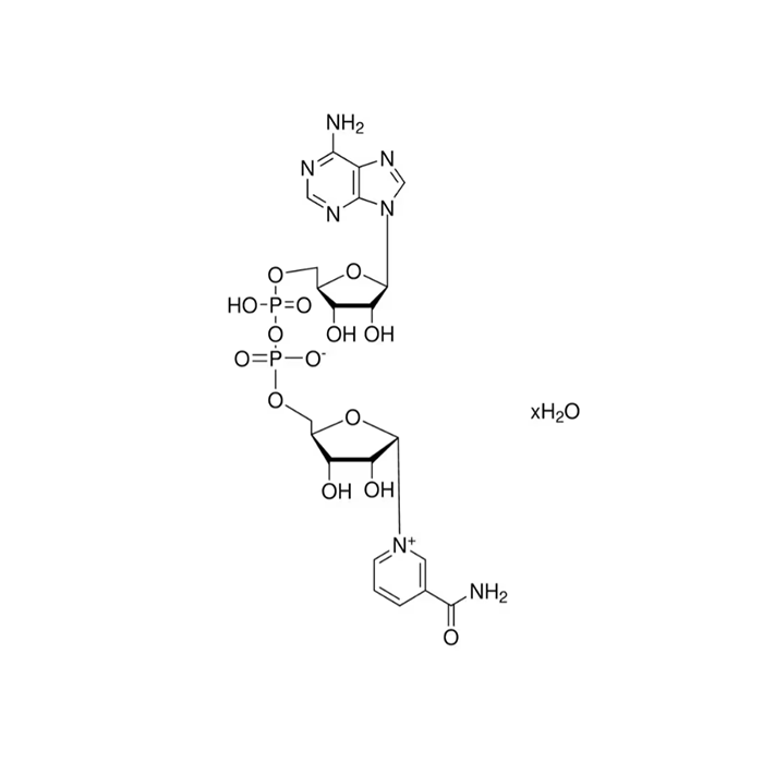 β-烟酰胺腺嘌呤二核苷酸（NAD）, P2Y 11 受体激动剂；TRPM2 激活剂