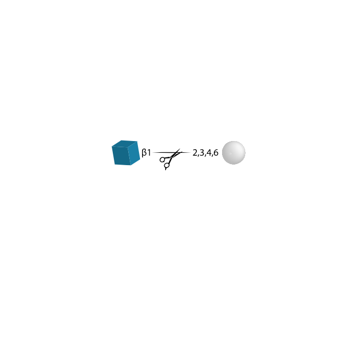 N-Acetylglucosaminidase