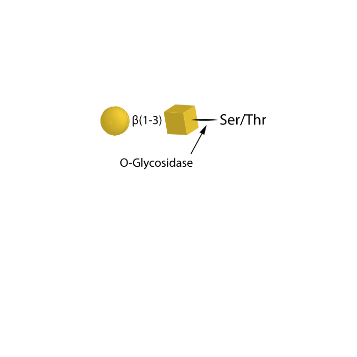 O-Glycosidase