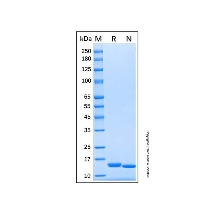 Recombinant Human Cystatin SA Protein