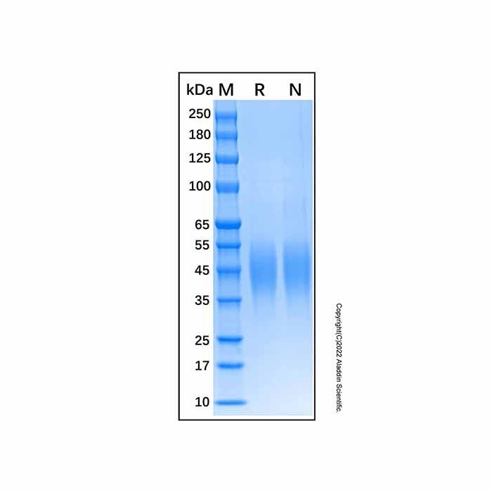 Recombinant Human Fc epsilon RI alpha Protein