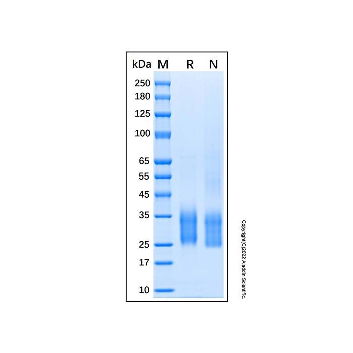 Recombinant Human HAI-2A Protein