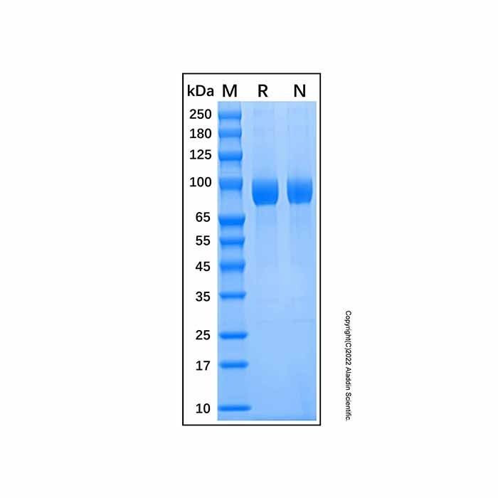 Recombinant Human IL-18 R alpha/IL-1 R5 Protein