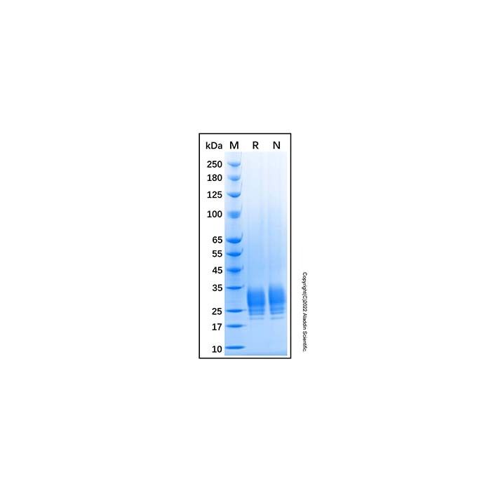 Recombinant Human LAIR1 Protein