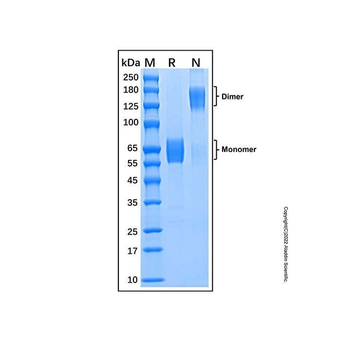Recombinant Human TREM-1 Protein