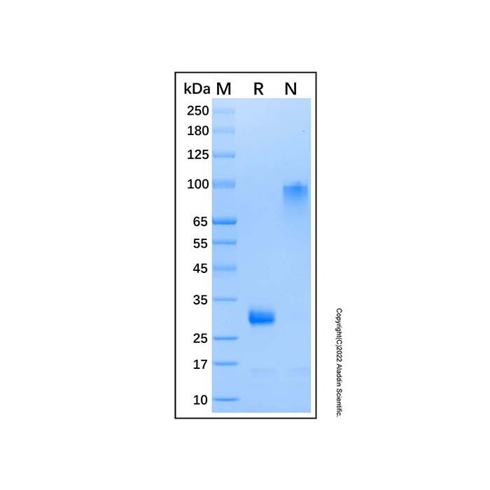 Recombinant Human Noggin Protein