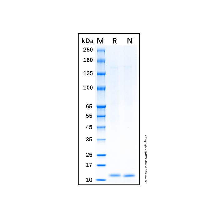 Recombinant Human Osteocalcin Protein