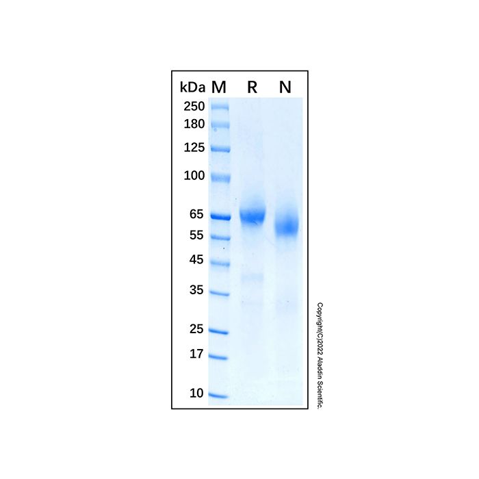 Recombinant Human AFP Protein
